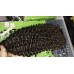 Neat Weft tight Kinky curly 1/2 bundles Raw Virgin Burmese Human Hair Weave natural brown Premium Quality